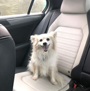 Meet your Posher, Katapillarina